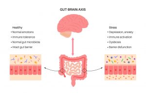 Gut=brain axis and health