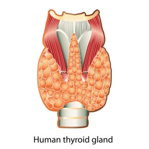 thyroid health