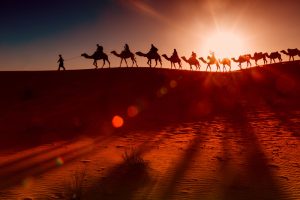 Camels in the desert