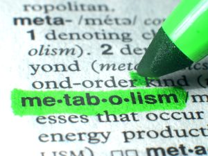 understanding metabolism