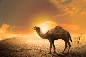 camel adaptation