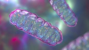 metabolic dysfunction