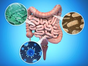 Gut Health